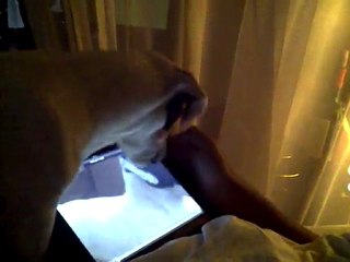 IDog Julius the Jack Russel Emperor