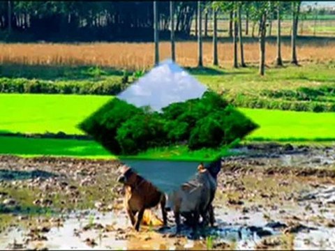 To Bangladesh Kewkradang Trek Package Holidays Dhaka Bangladesh