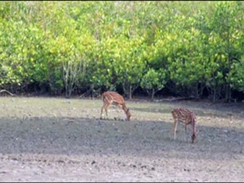 To Bangladesh Sundarbans Explorer Package Holidays Dhaka Bangladesh