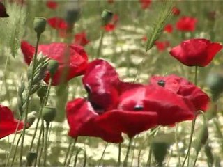 Les richesses naturelles des Lacs de Prespa - Montage réalisé par C. Darcemont/ GEEM-2011