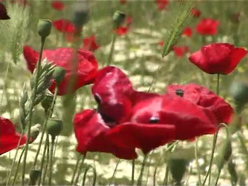 Les richesses naturelles des Lacs de Prespa - Montage réalisé par C. Darcemont/ GEEM-2011