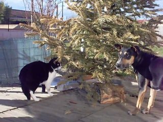 canelle joue avec loulou