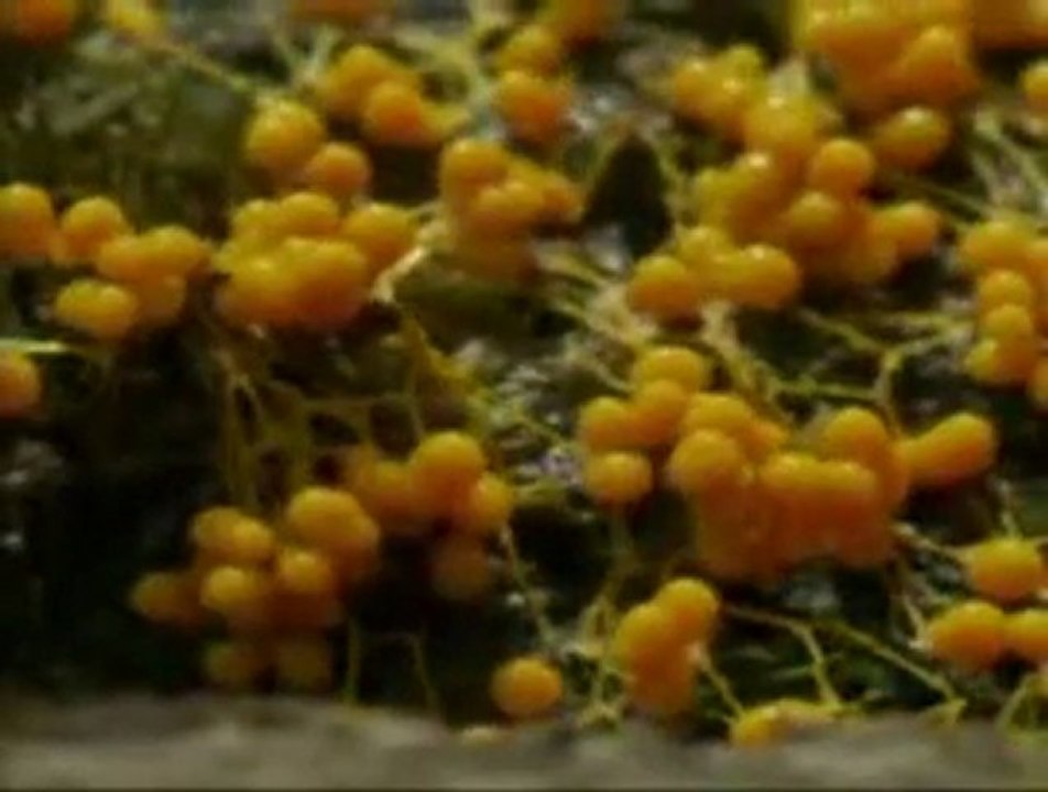 mustafa demirci halil necipoğlu ya allah ilahi