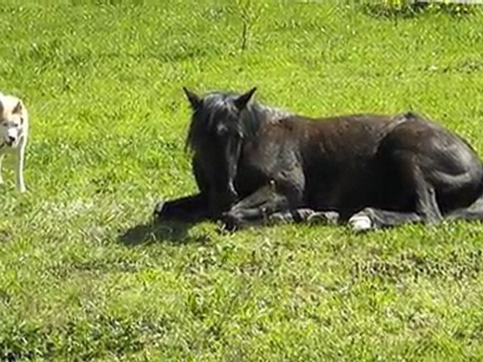Chien et cheval