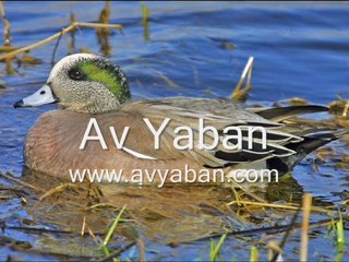 fiyu ördek sesi avyaban.com