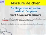 morsure de chien: conseils pour la personne mordue