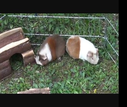 Cochons d'inde de race Us Teddies, en couple, de sortie au jardin.