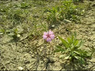 Sivricek Beldesi Bölüm 7