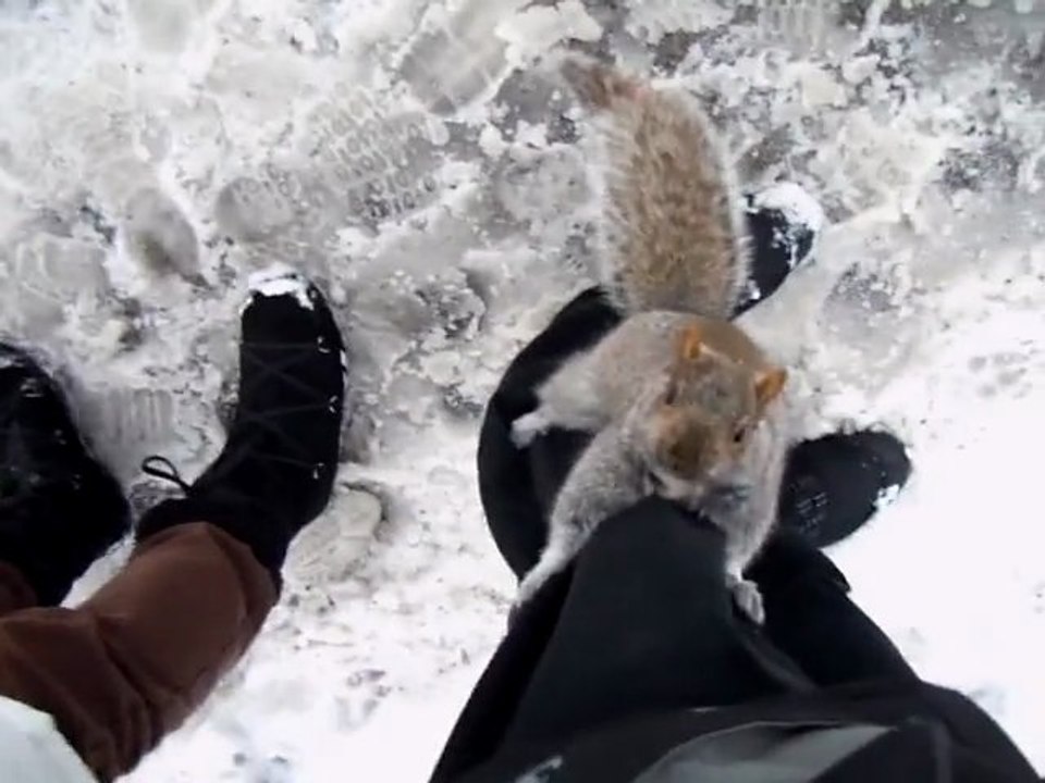 Ecureuils de Montréal (2)