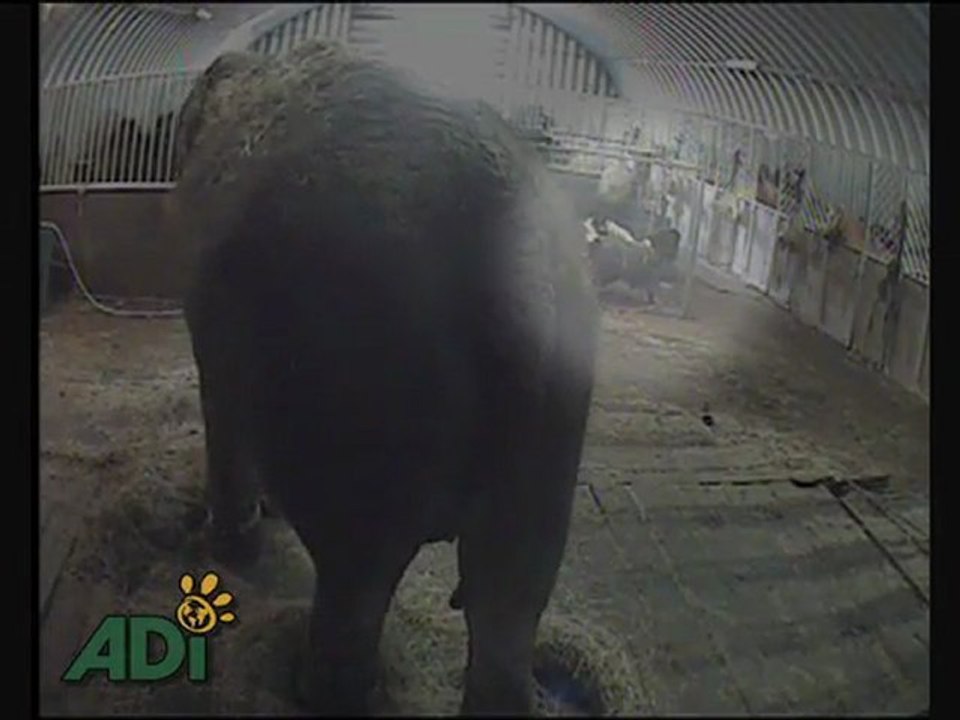 elephant-maltraitance-cirque