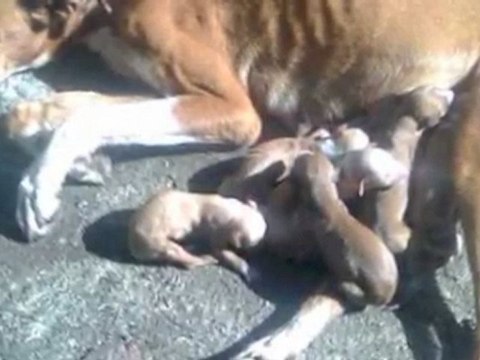 Ce n'est pas un pays pour les Galgos