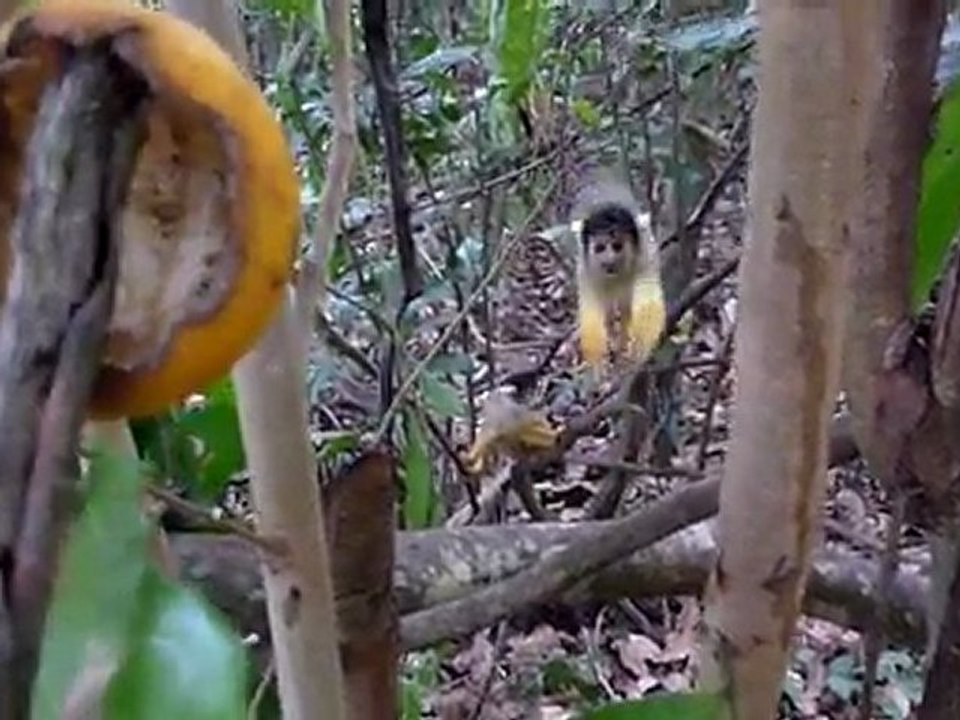 Singe jaune, pampa