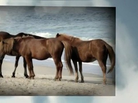 Horse Portraits by Stormy Eyez Photography