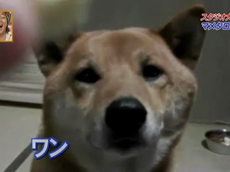 chien-aboie-moins-fort