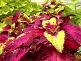 Begonias New Variety Shade Garden & Sun Coleus