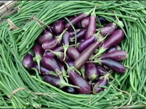 To Bangladesh Follow the Paw Prints of the Royal Bengal Tiger Package Holidays Dhaka Bangladesh