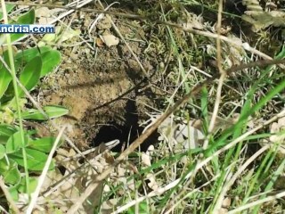 Andria - zona "boschetto"