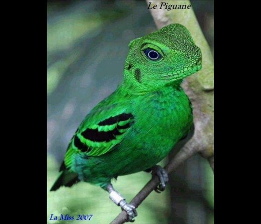 Eels - I Like Birds (cover by Dienez)