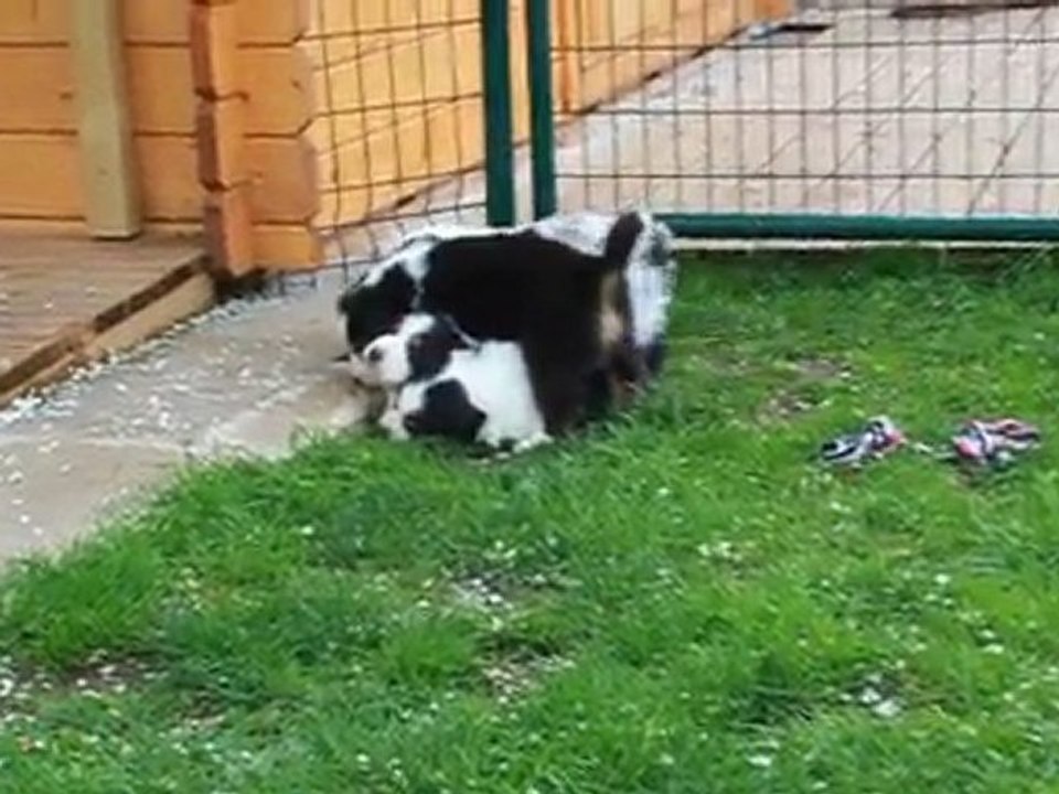 Bébés Djune 5 semaines