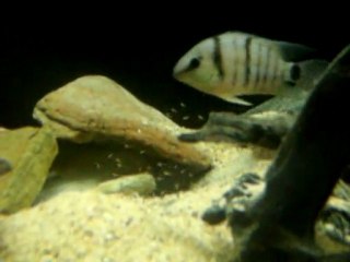 Couple de cryptoheros cutteri yojoa protègeant ses alevins