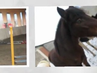 Remember 2010 Ferme Fritsch