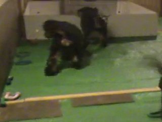 Chiots airedales - jeux avant le gros départ