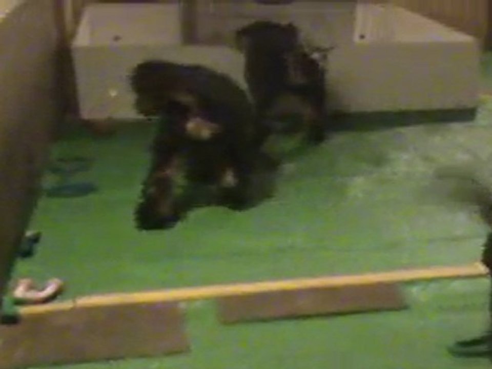 Chiots airedales - jeux avant le gros départ