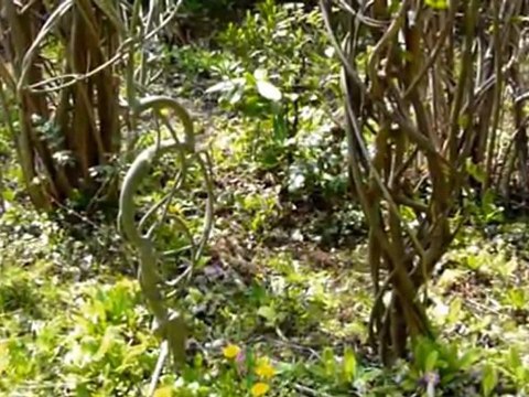 Lundi 28 Mars 2011 Sculptures-Vivantes & eaux vives