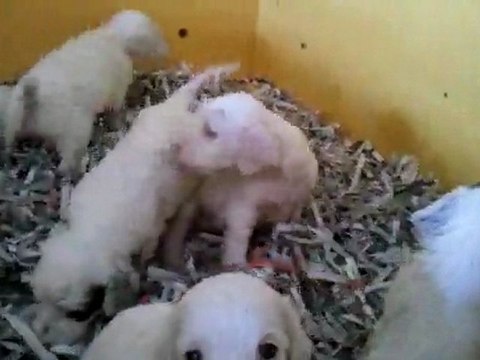 chiots cally et Vilno 3 semaines et demi