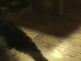 chiot airedale - Galante 28-03-2011