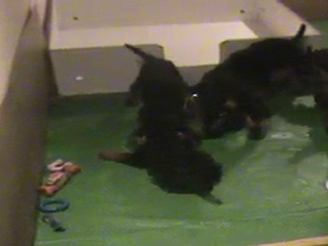 Chiots airedales - le repas 20-03-2011