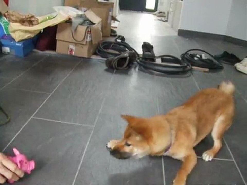 fushi VS porky
