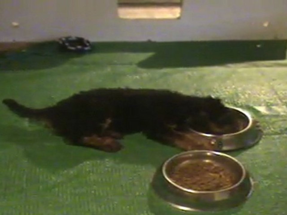 Chiots airedales - Gus et Gustave