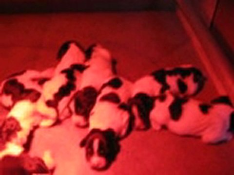 CHIOTS BELETTE 2
