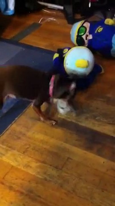Belle vs The Stormtrooper