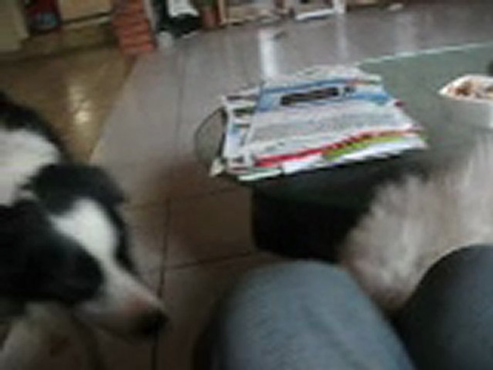 djazz et wellan calinoux