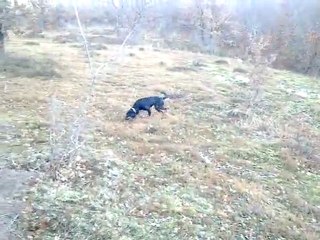 Aldatan tavşanın peşinde...