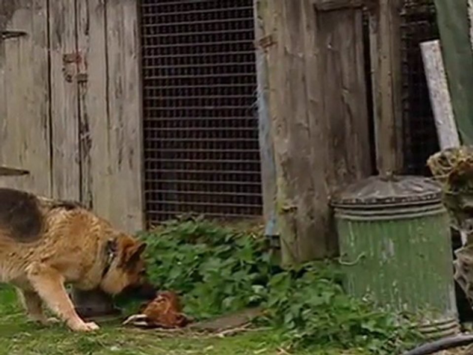 Emmerdale - RIP CLYDE