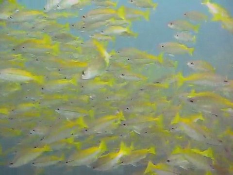 L'univers marin tout en beauté