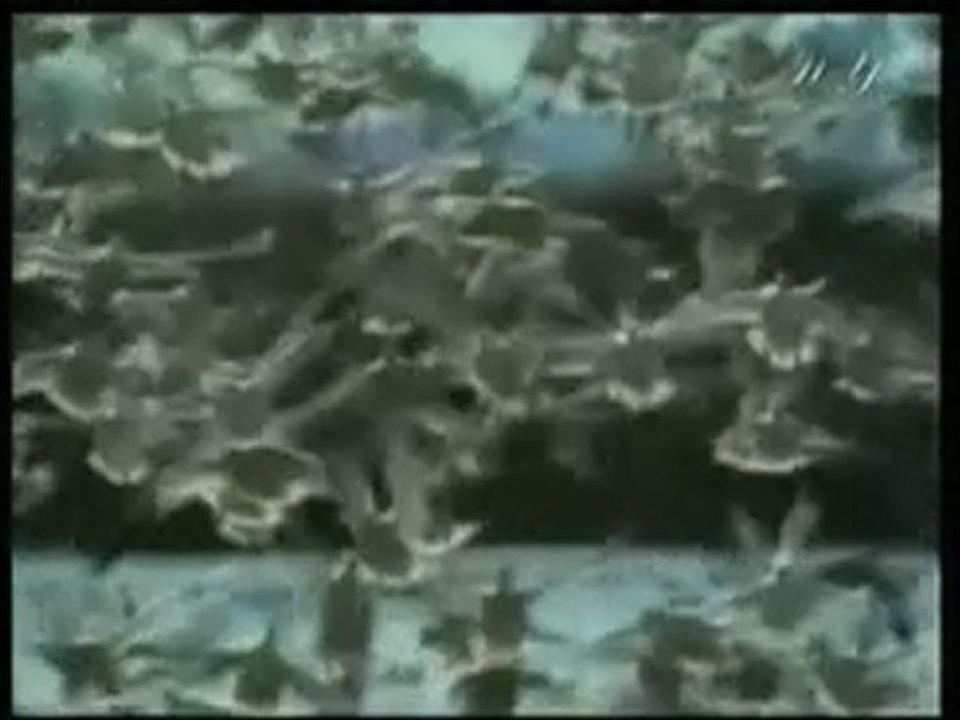 [partie 1/2] Le Prophete Souleyman (Salomon) Paix sur lui