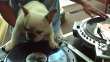 sobaka_luchshiy_drug_dj_ya (1)