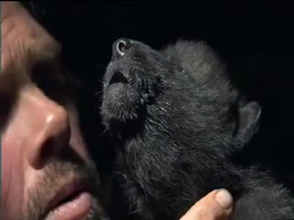 Insegnare ad ululare ad un cucciolo di lupo