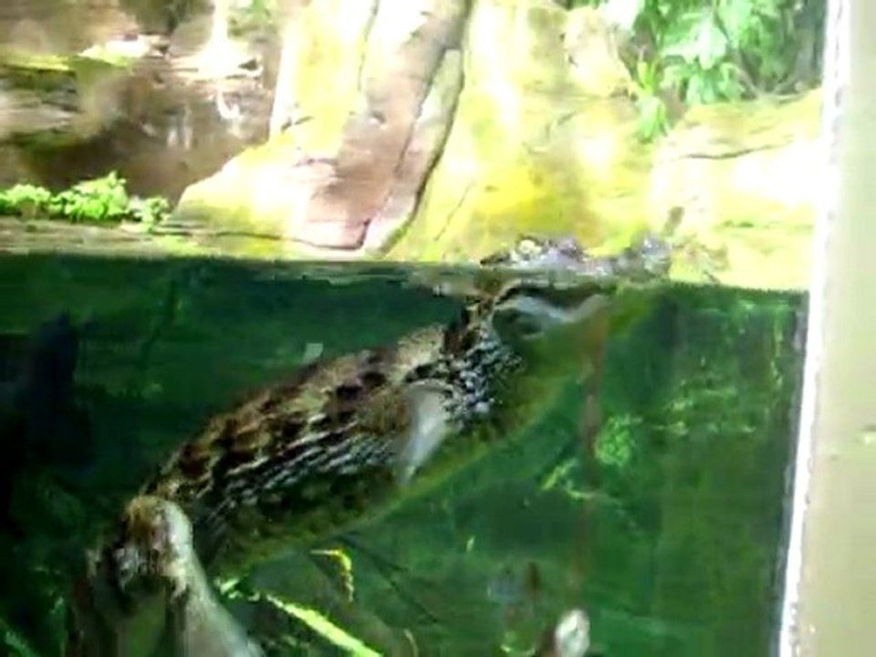 crocodiles