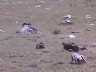 7 TERÖRİST ETKİSİZ HALE GETİRİLDİ