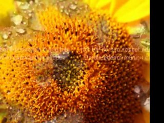 Ey fitnesi çok kavli yalan yandım elinden