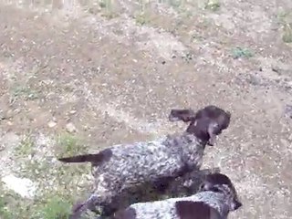 B-Batın yavrular suda 1