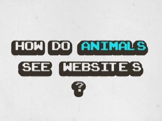 Animal eye-tracking study (UK)