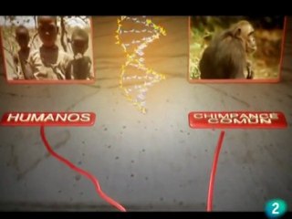 Hominidos: Australopithecus