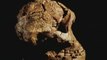 Hominidos: Del australopithecus al Homo Habilis