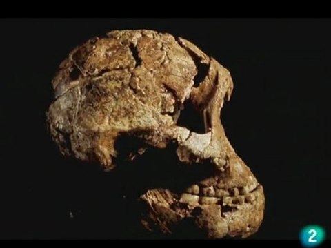 Hominidos: Del australopithecus al Homo Habilis